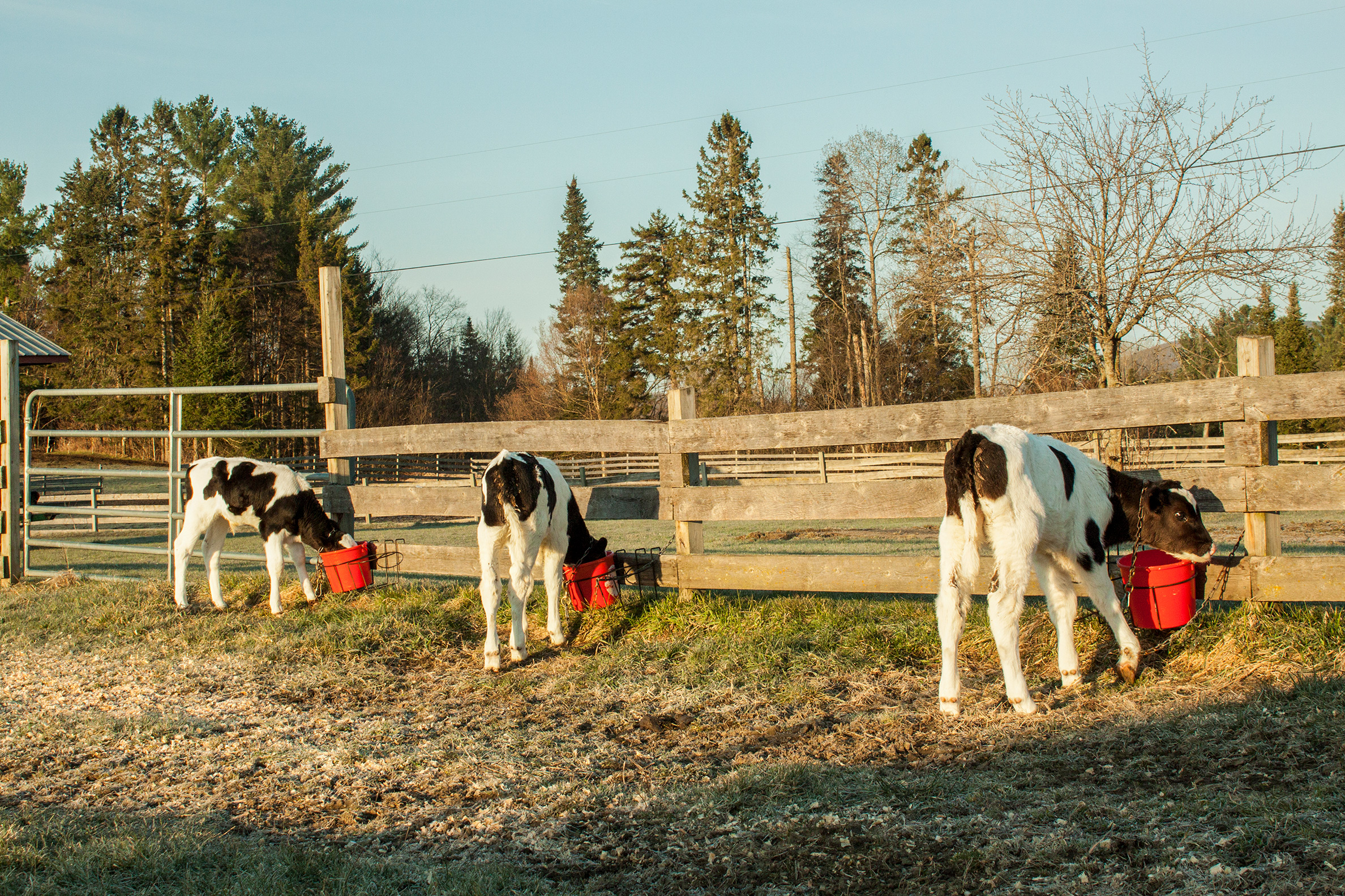 Three calves feeding